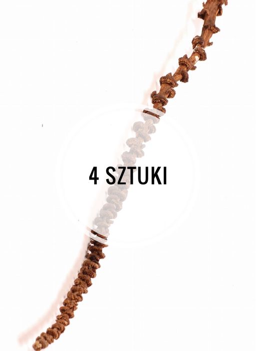 Gotowe terrarium jednoroczne