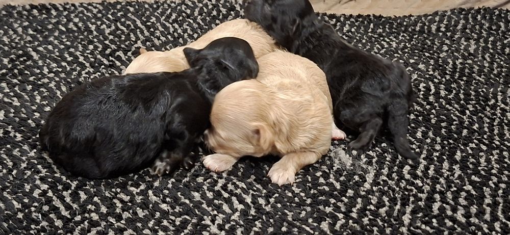 Suczki maltipoo z metryką do odbioru połowa stycznia