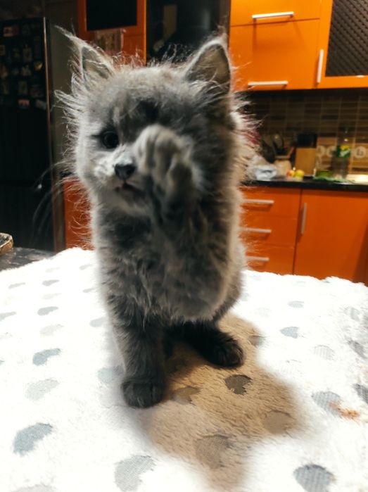 Котенок в добрые руки