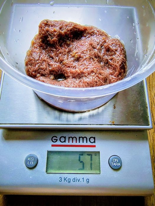 Трубочник Изя для домашнего разведения