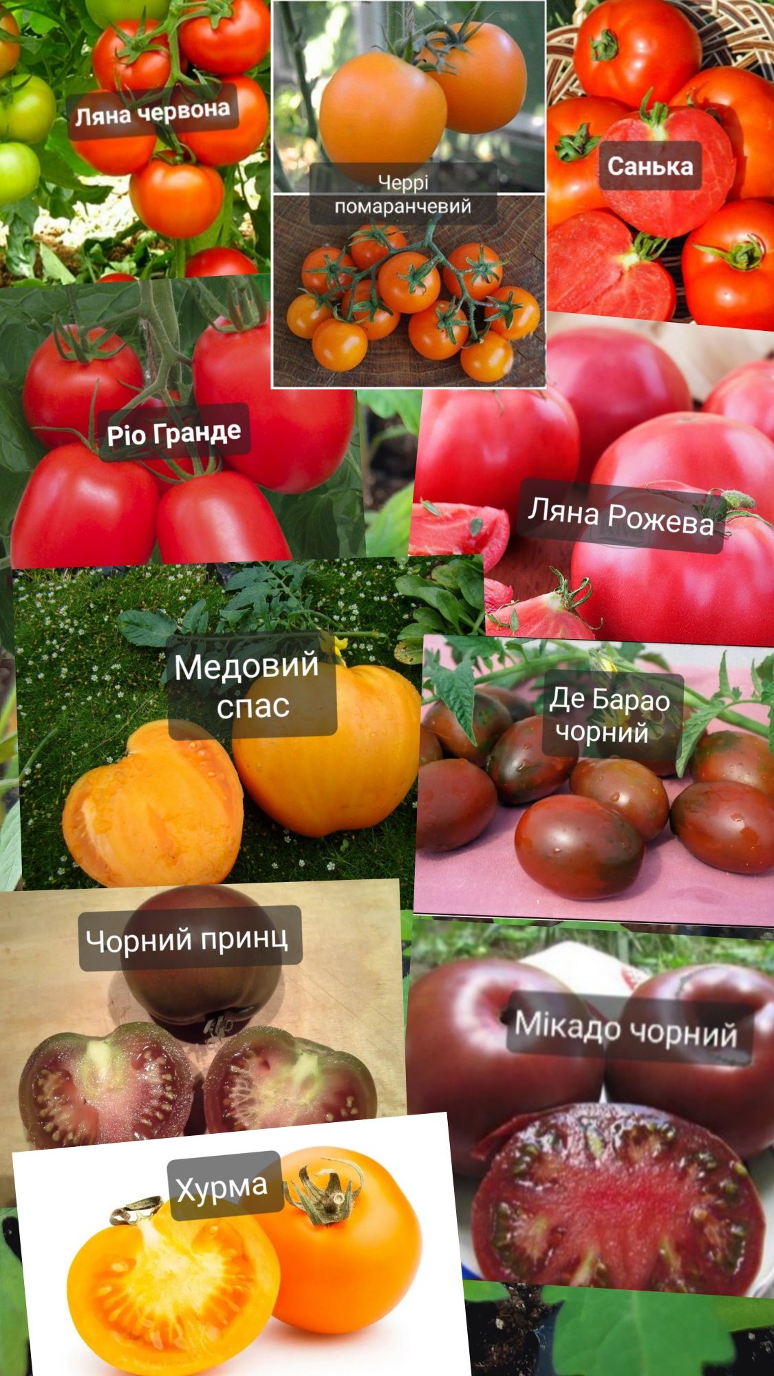 Розсада томатів, перцю, баклажанів