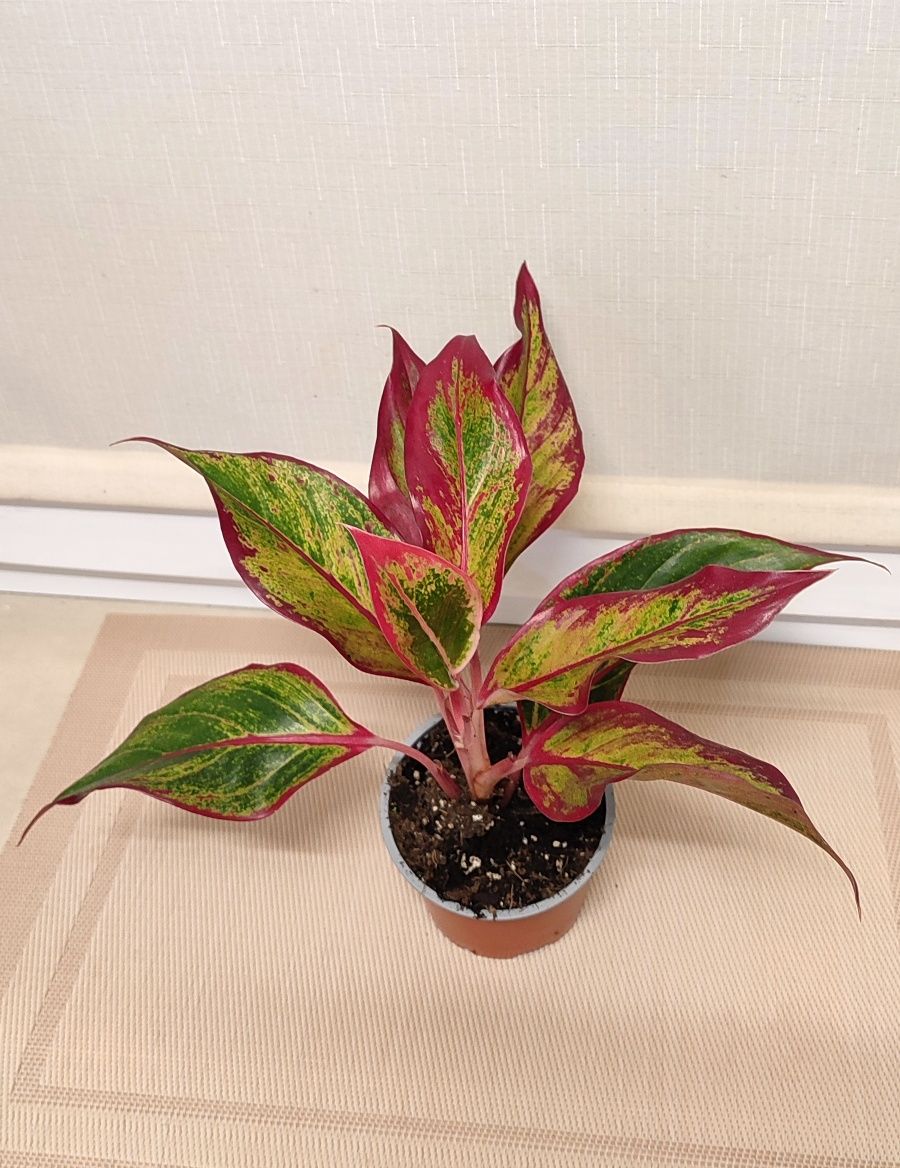 Аглаонема Crete Flame (Полум'я,  Крит Флейм)