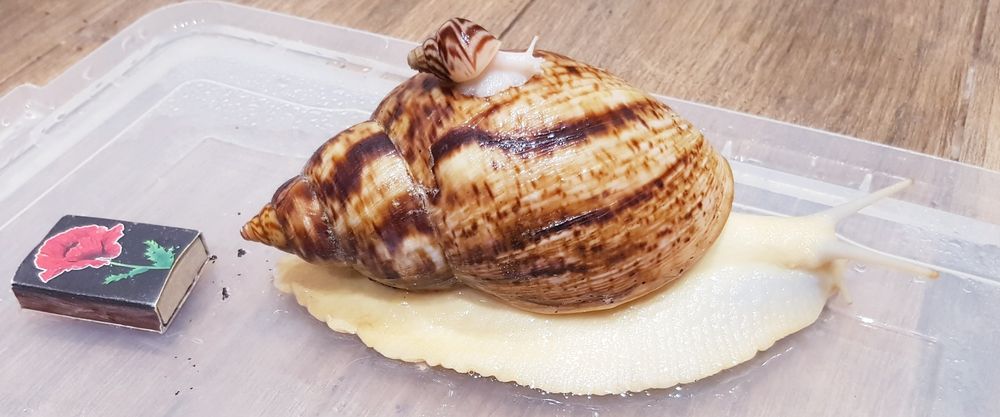 Улитки сухопутные Ахатина, АрхАхатина, Караколус 10 гр за улитку