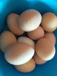 Ovos caseiros de galinha
