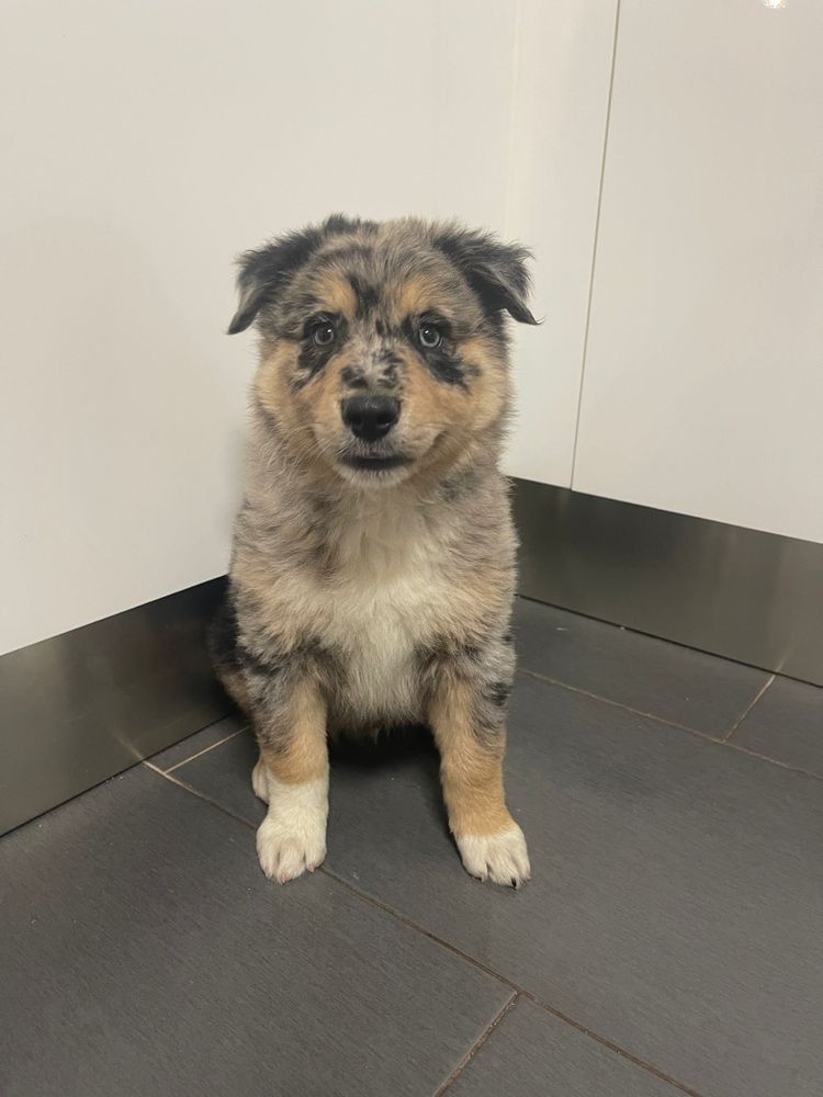 Border collie blue merle tricolor macho