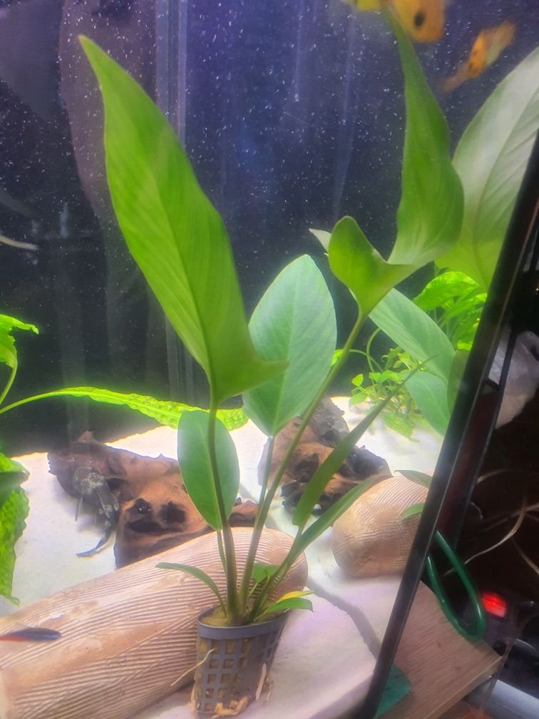 Anubias hastifolia