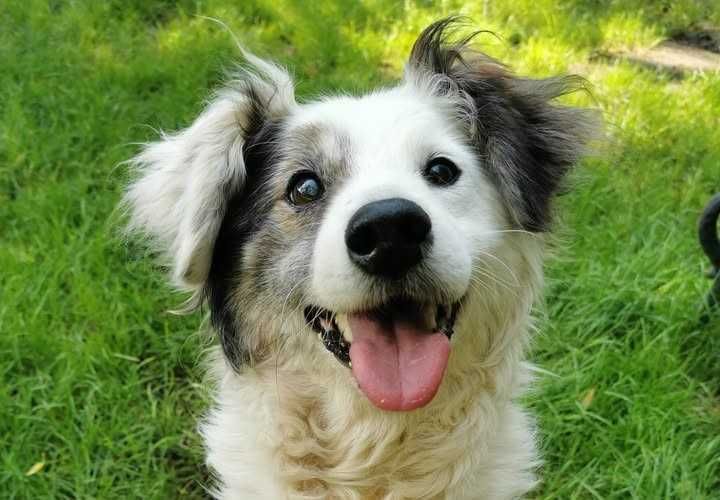 Brutus czeka na dom...