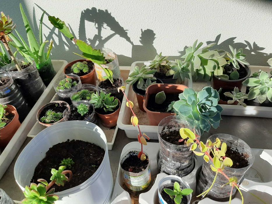 Plantas decorativas, suculentas, Physalis, Aloé vera