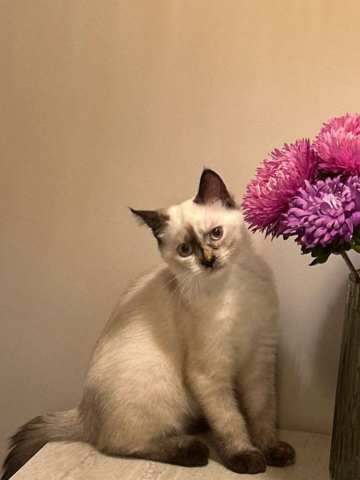 Регдолл дівчинка, 5 міс