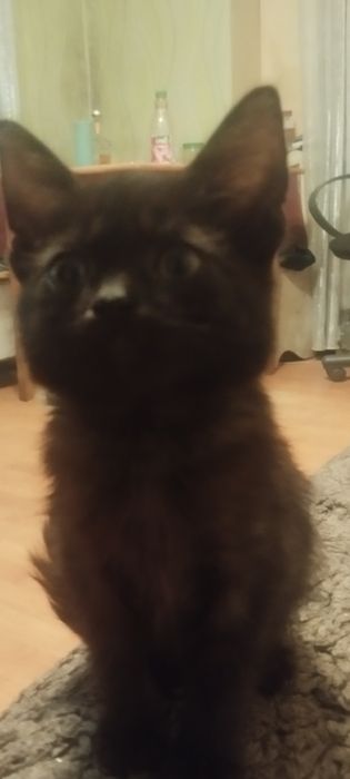 Котенок отдам в хорошие руки