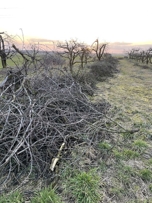 Oddam gałęzie drzew owocowych za darmo