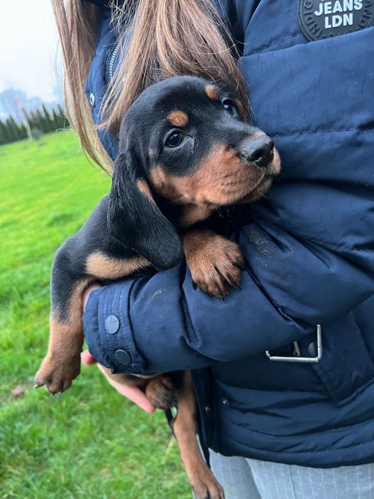 Psy szczeniaki gończe słowackie