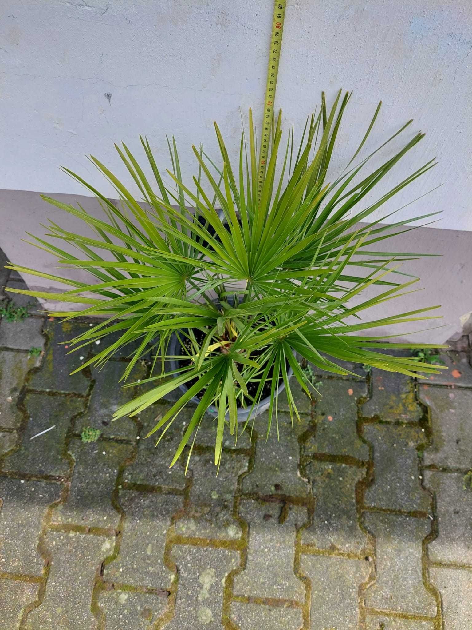 Palmy Chamaerops Humilis 80cm/60cm