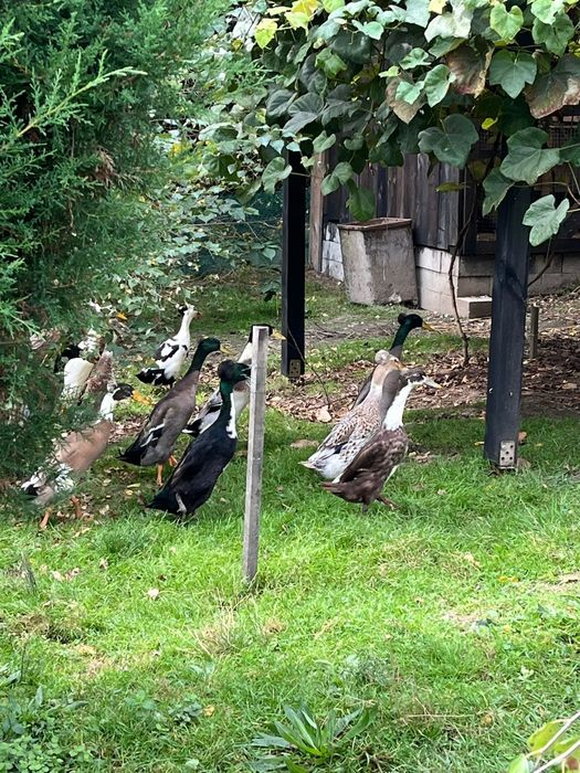 Kaczory BIEGUS INDYJSKI  czystej rasy z czubkiem