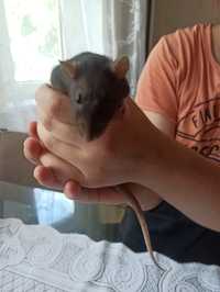 Oddam szczurka (2) z klatką