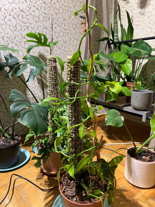 Орхідея ваніль Vanilla planifolia