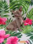 Wyjątkowy  Chihuahua liliowy