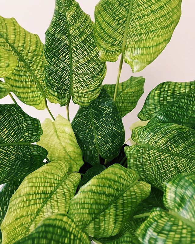 Calathea Musaica