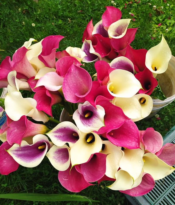 Kalia. Bulwy kalii ogrodowej. Mix kolorów - bordowe, kremowe