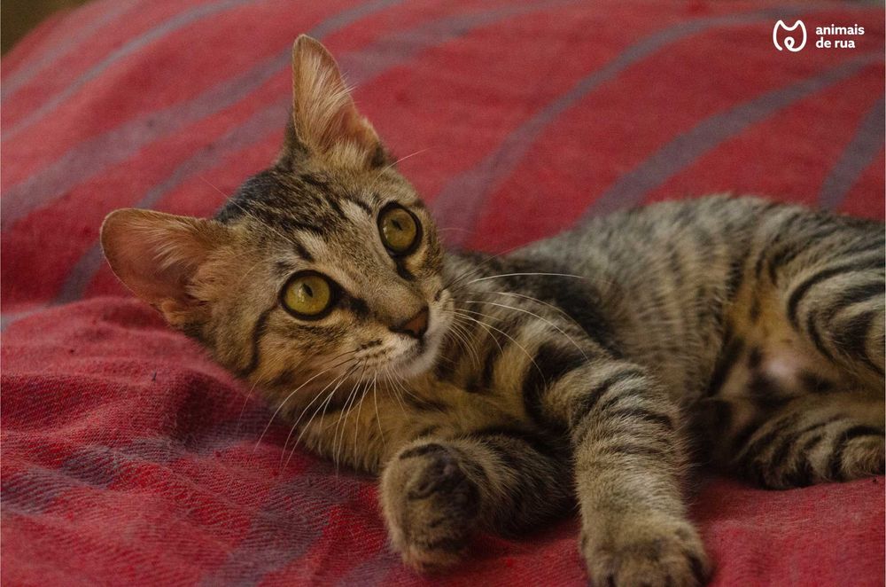 Salvador | Para Adoção