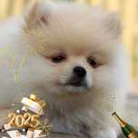 Szpic miniaturowy pomeranian