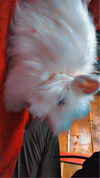 Sprzedam króliczka miniatórka