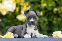 Błękitna suczka amstaff FCI hodowla szczeniak blue piękna maluszka