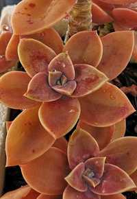 Suculenta Echeveria Fred Ives