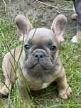 Buldog francuski suczka