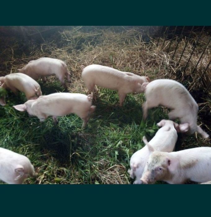 Prosięta świnie trzoda chlewna