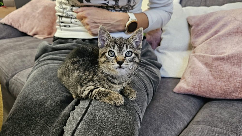 Do adopcji dwie kotki - siostry szukają domu