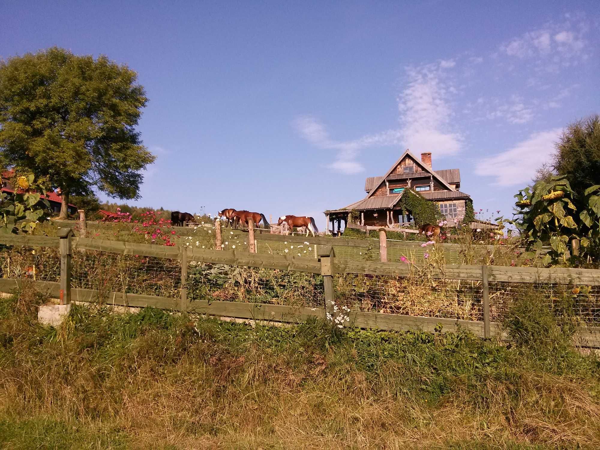 Agroturystyka i konie w Bieszczadach Wysokich.