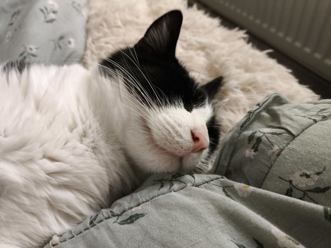Młody kocur Loki szuka kochającego domu, kot do adopcji