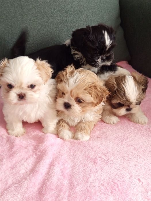 Śliczne dziewczynki shih tzu