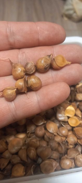 Продам дітки Рокамболь 1700 шт