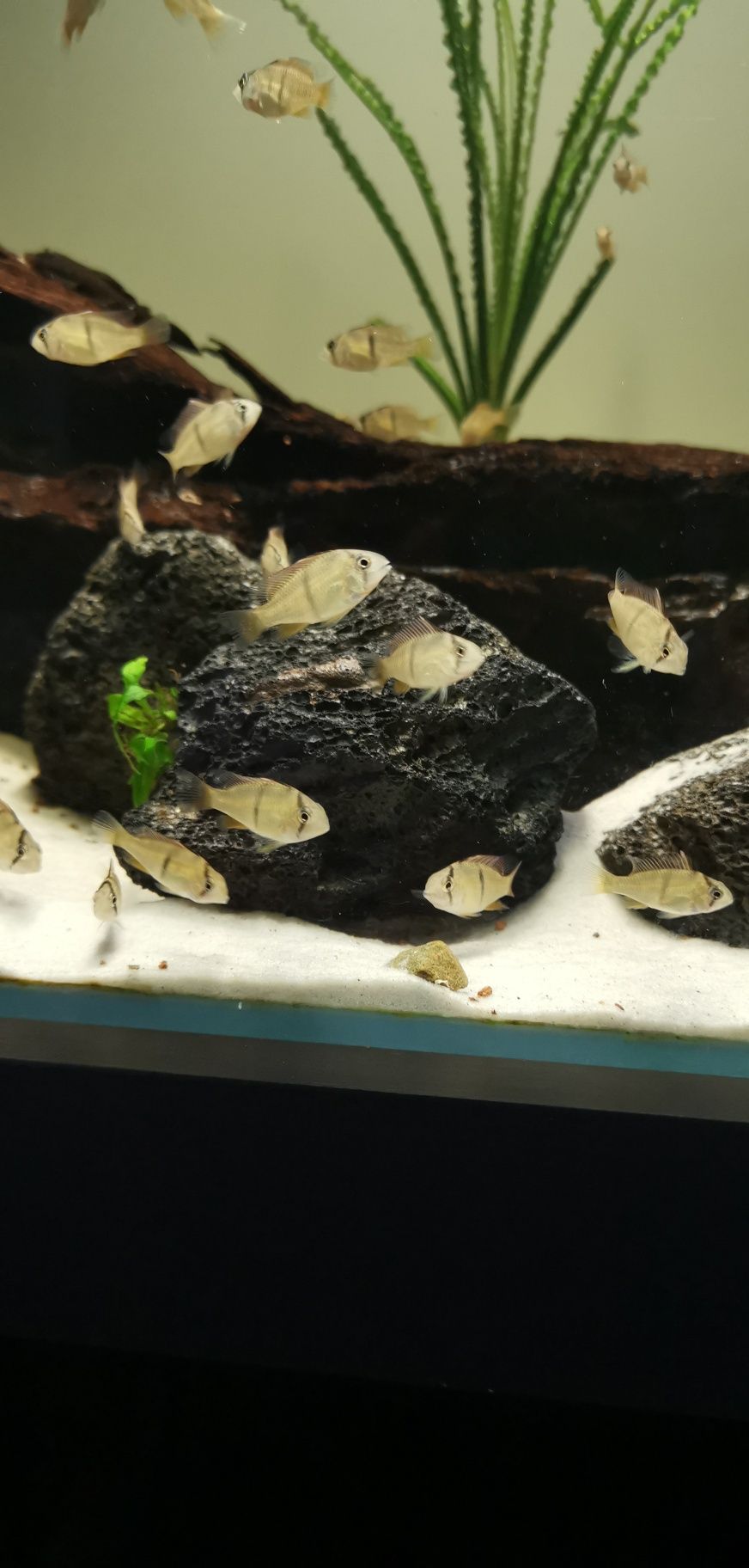 ziemiojady Guianacara stergiosi 4-5cm