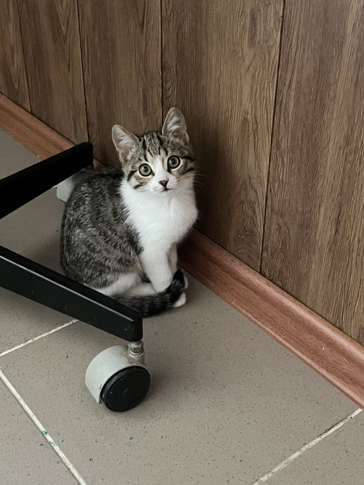 Котенок мальчик и девочка 2,5 мес