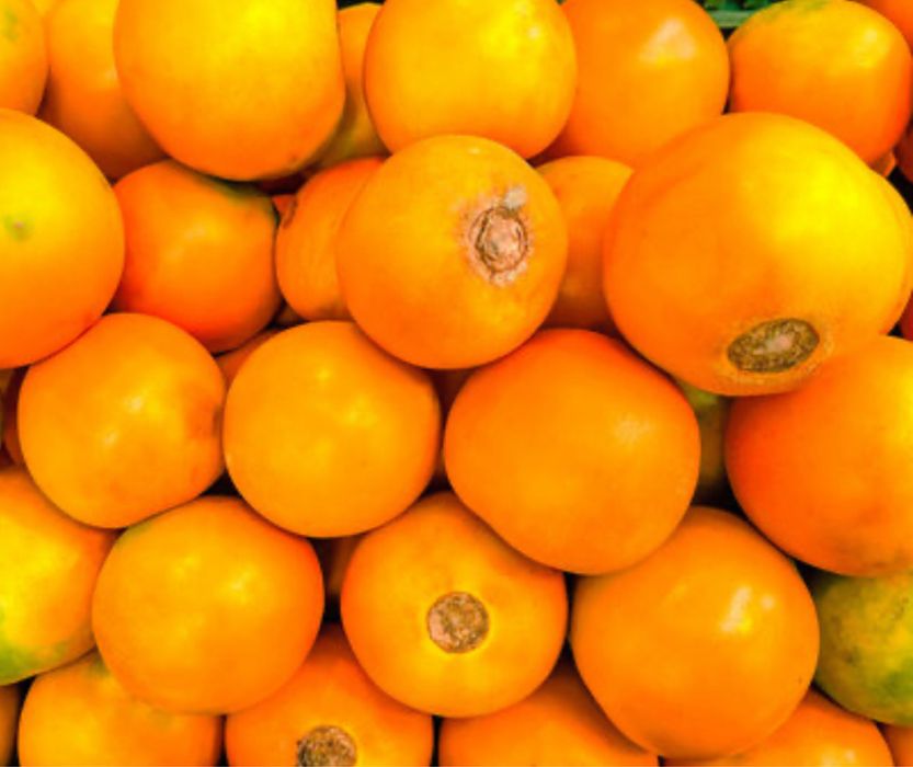 Raro Lulo árvore fruto delicioso fácil de produzir