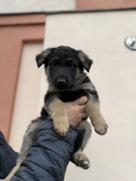 Цуценята німецької вівчарки