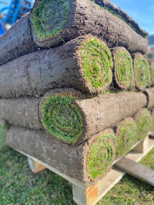 Trawa rozwijana z rolki