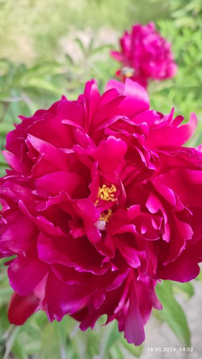 Квіти - піон, лаванда, кампсис, хоста