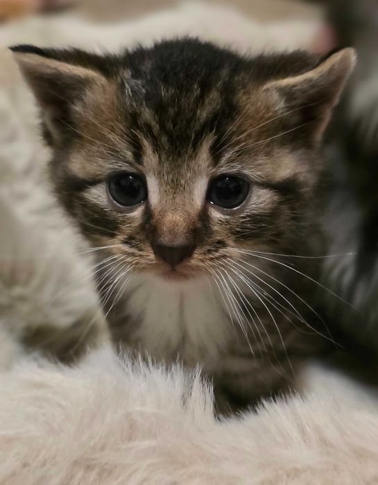 kotki oddam w dobre ręce