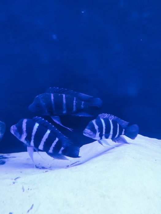 Cythotilapia Frontosa Moba Blue Zair F1