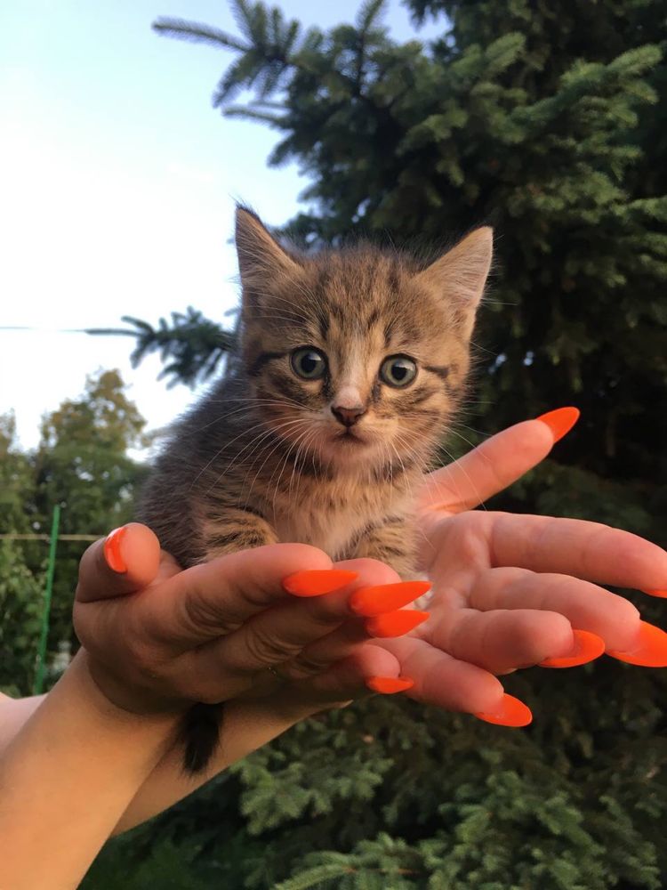 Відамо кошенят в добрі руки. Безкоштовно