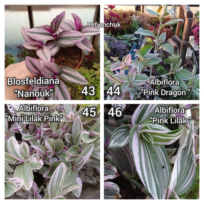 Традесканція частина 2