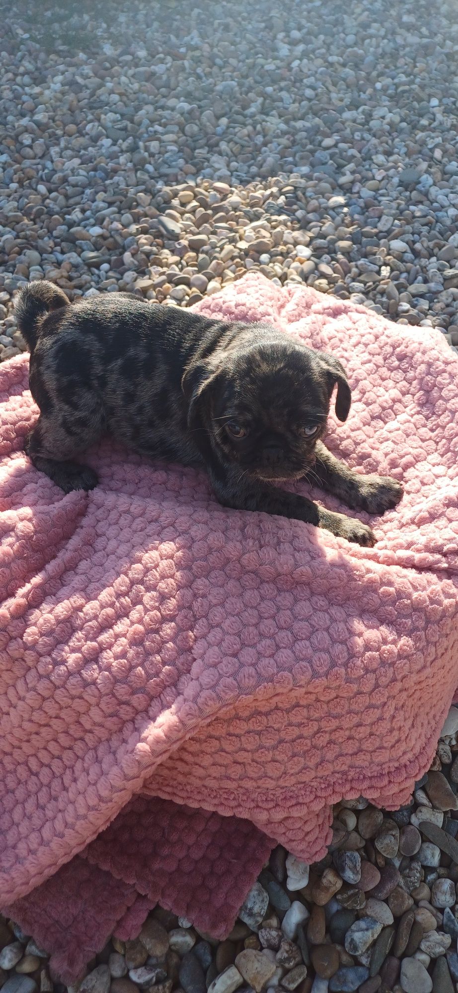 Pug merle FÊMEA olho azul