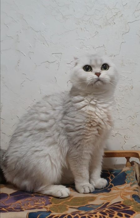 Срібляста шиншила фолд