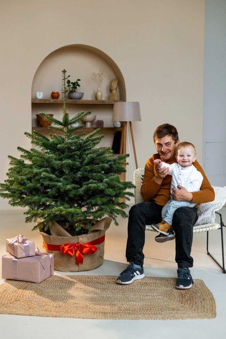 Новорічна Ялиця Нордмана, 140-160 см. Пихта Нордмана