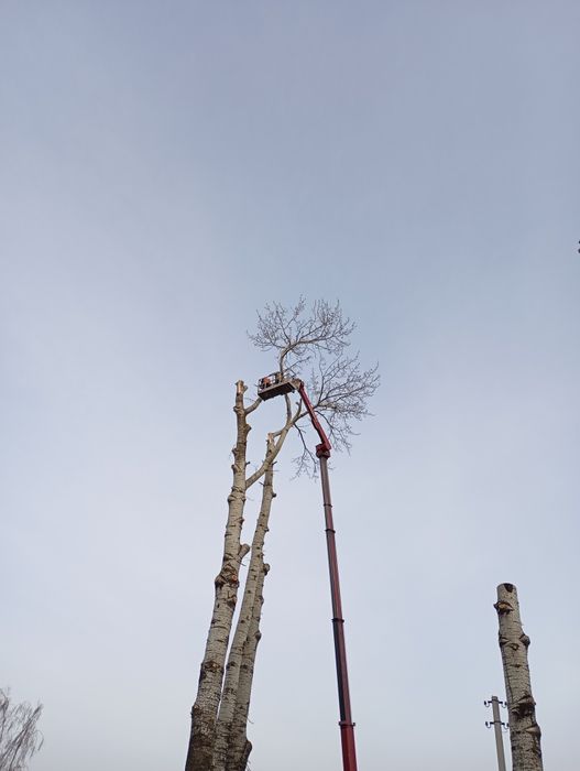 Зрізання аварійних дерев Бровари