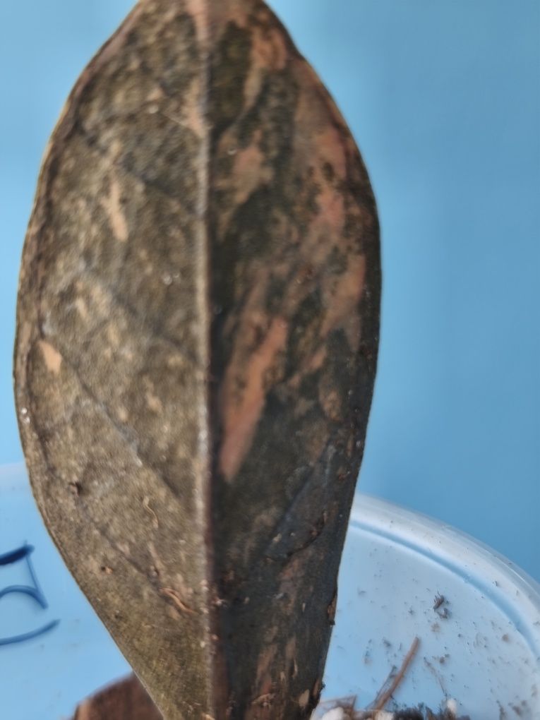 Заміокулькас варієгатний zamioculcas Black variegata